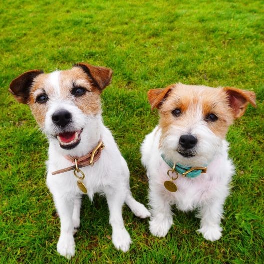 16 Active Facts About Jack Russell Terriers - PetPress