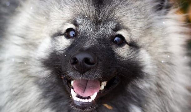 14 Reasons Why The Keeshond Totally Owns The Nickname The Smiling ...