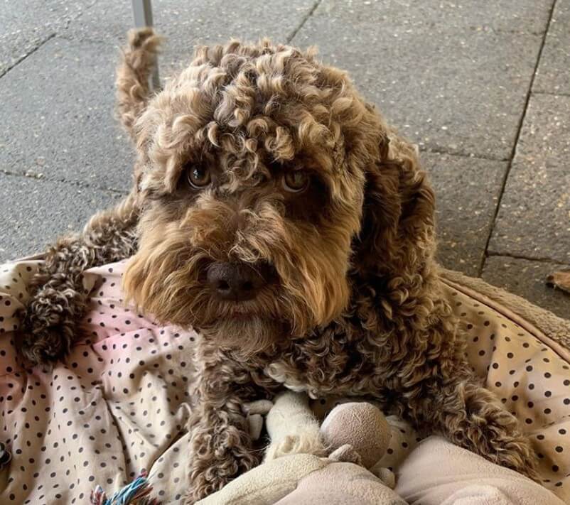 14 Tips For Caring For A Curly Handsome Lagotto Romagnolo PetPress