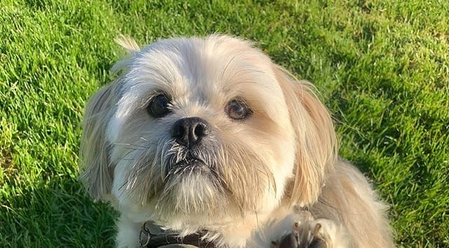 14 Realities That New Lhasa Apso Owners Must Accept