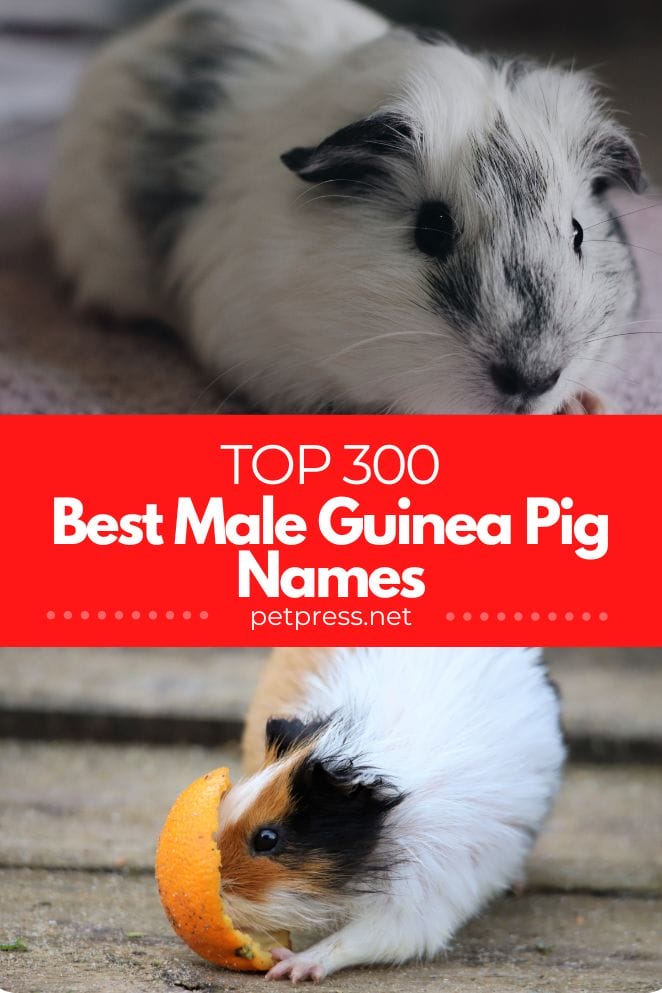 Male Guinea Pig Names
