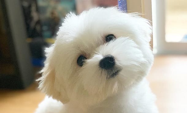 14 Reasons To Adore Maltese Dogs - PetPress