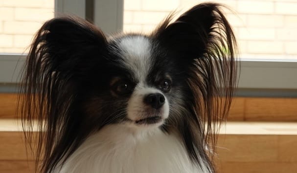 4 Fun Facts About the Papillon