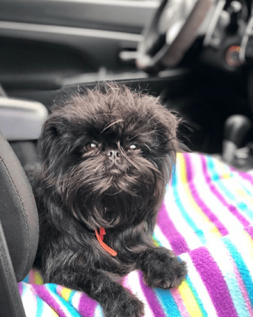 15 Rules For The Care And Maintenance Of Affenpinscher - PetPress