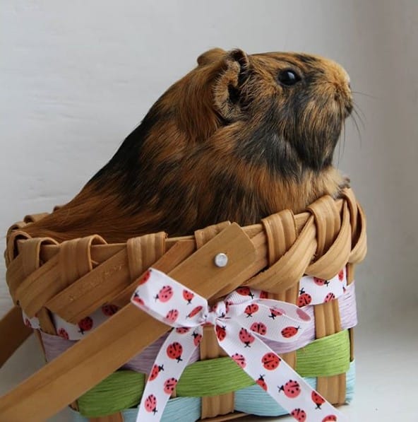 15 Tips For The Care And Maintenance Of Guinea Pigs
