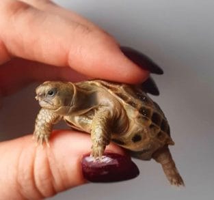 15 Pros And Cons Of Keeping Turtles In The House