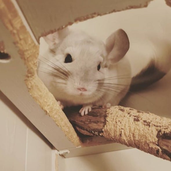 14 Conditions For Keeping Chinchillas In The House PetPress