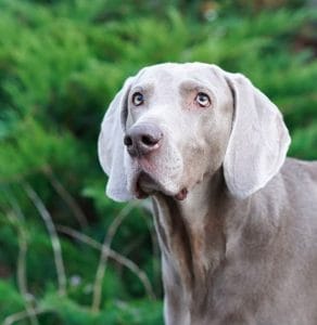 14 Tips For Raising And Training Weimaraners - PetPress