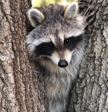 14 Nutrition And Care Tips For Raccoons - PetPress