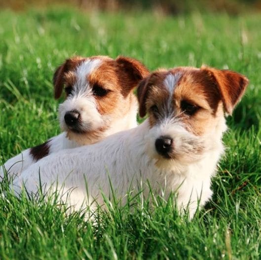 15 Tips For Choosing A Jack Russell Terrier Puppy - PetPress