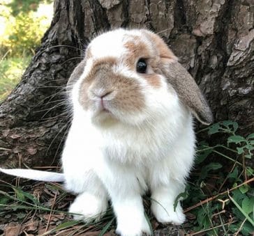 15 Pros And Cons Of Decorative Rabbits That You Should Know