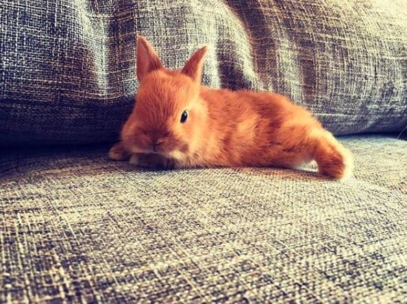 15 Tips For Caring For A Decorative Rabbit - PetPress