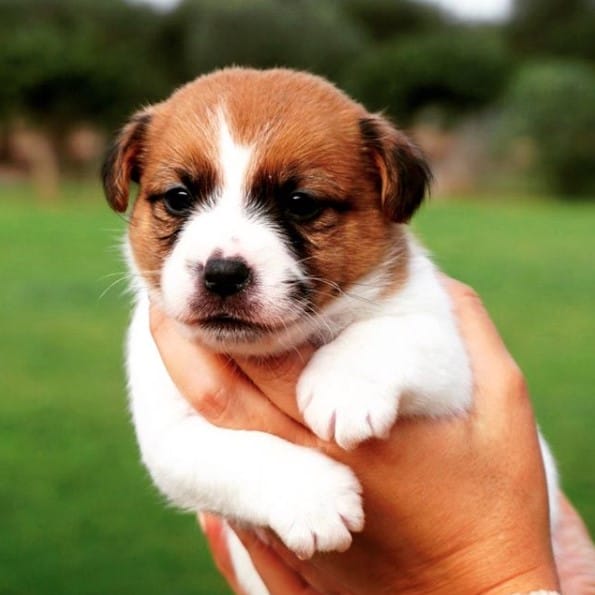 15 Pros and Cons of Jack Russell Terriers PetPress