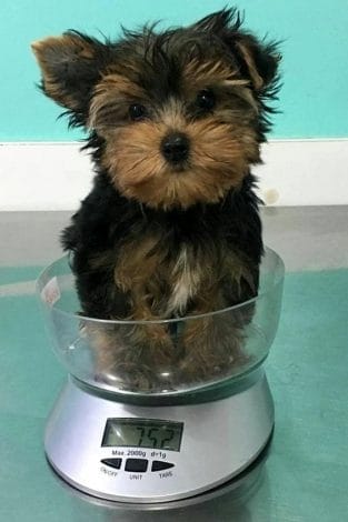 14 Photos Of Yorkshire Terriers That You Will Love - Page 2 of 4 - PetPress