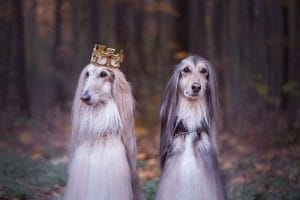 15 Interesting Hats And Accessories For Afghan Hounds - Page 2 of 3 ...