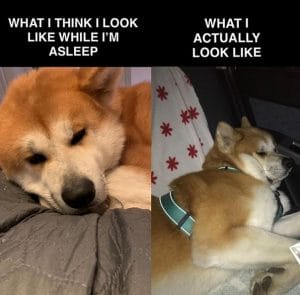 The 14 Funniest Akita Inu Memes of All Time - PetPress