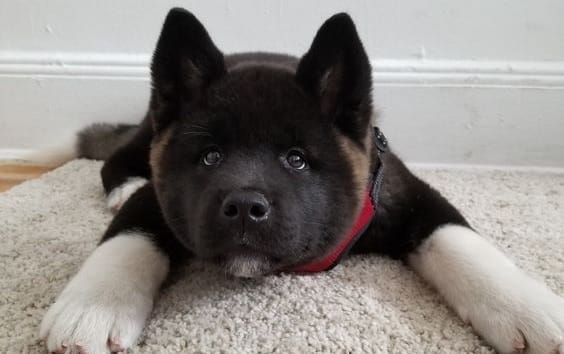 14 Cute Akitas You'll Have to See to Believe - PetPress