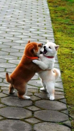 14 Cute Akitas You'll Have to See to Believe - PetPress