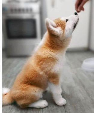 14 Cute Akitas You'll Have to See to Believe - PetPress