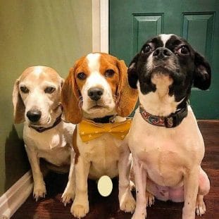 14 Funny Photos Of Beagles That Will Make You Smile - PetPress