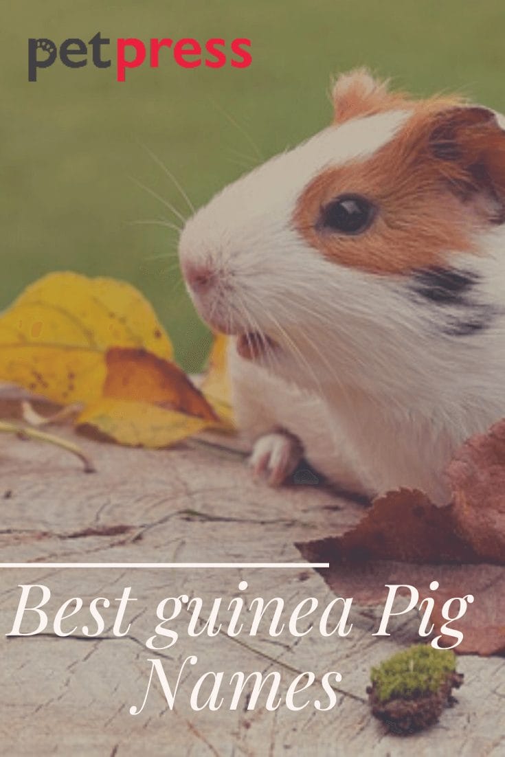 Top 500+ Best Guinea Pig Names The Ultimate List PetPress