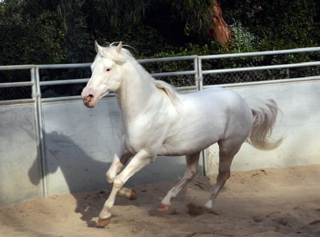 300+ Name Ideas: White Horse Names For Regal Horses
