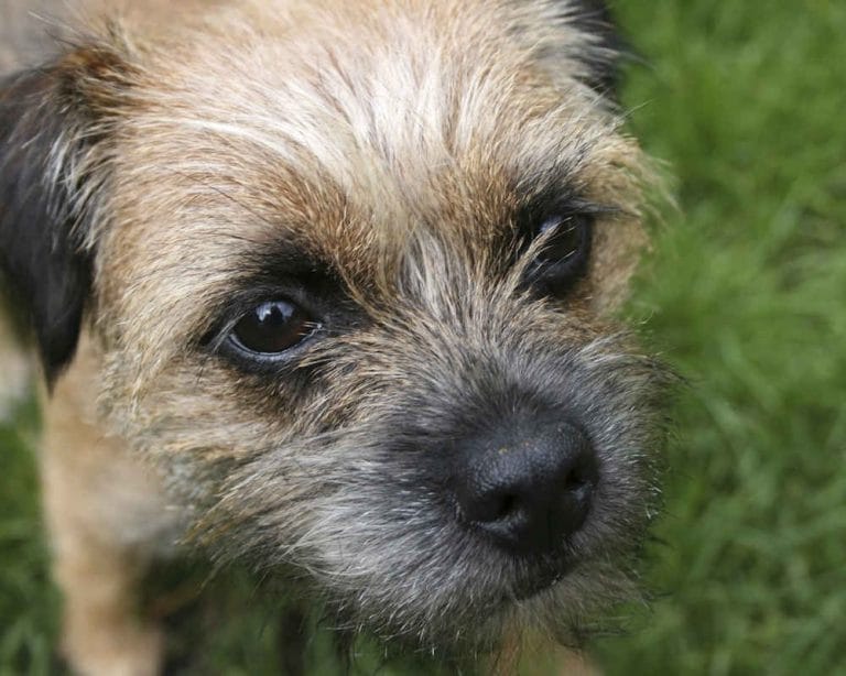 14 Facts About Border Terriers - PetPress