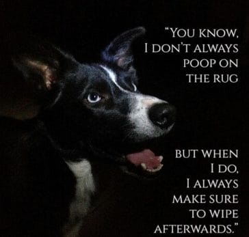 14 Funny Border Collie Memes That Will Make Your Day! - PetPress