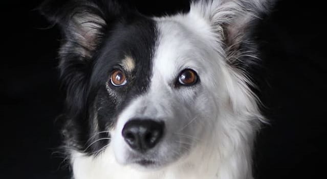 14 Things You Didn’t Know About the Border Collie - Page 2 of 3 - PetPress