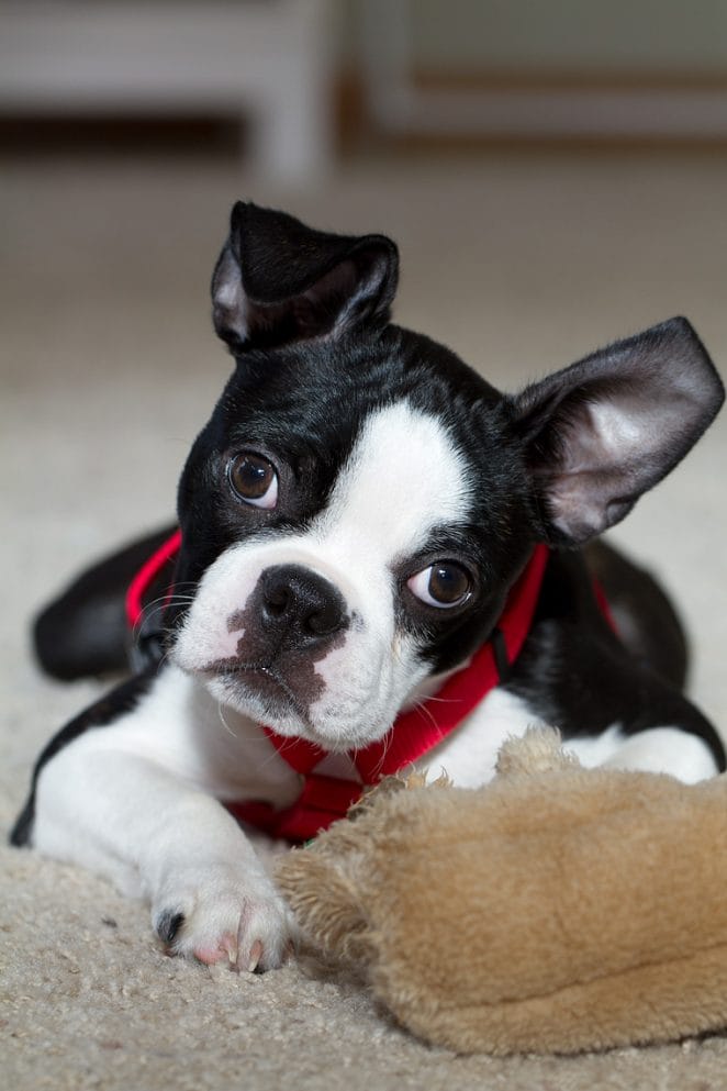 14 Fabulous Facts About The Boston Terrier - PetPress