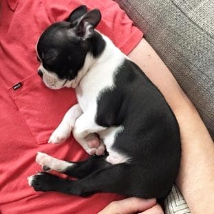 14 Adorable Facts About Boston Terriers - PetPress