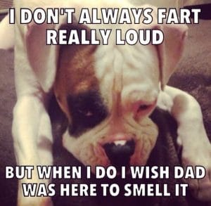 14 Funny Memes That Only Boxer Owners Will Understand! - Page 2 of 3 ...