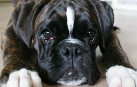 14 Facts About Boxer Dogs You Probably Didn't Know - PetPress