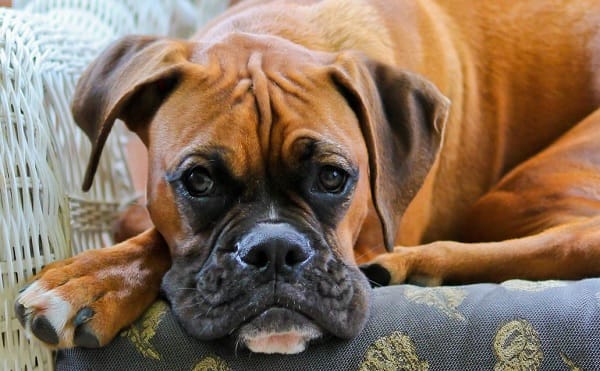 14 Reasons To Adore And Love Boxer Dogs - PetPress