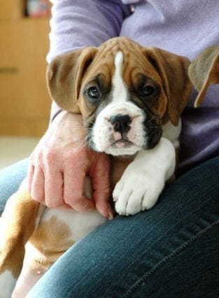 The 14 Cutest Boxer Puppies That Will Make Your Day - PetPress