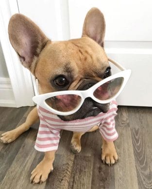 14 Facts About French Bulldogs That Will Make You Smile - PetPress