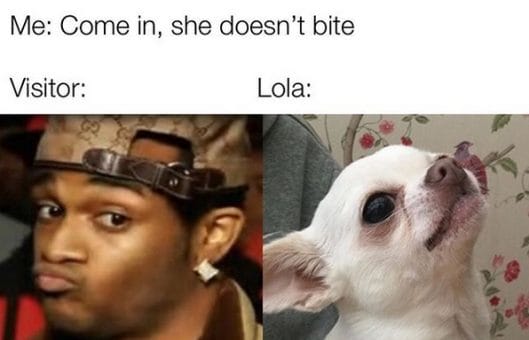 14 Funny Chihuahua Memes That Will Make You Smile! - Page 2 of 3 - PetPress