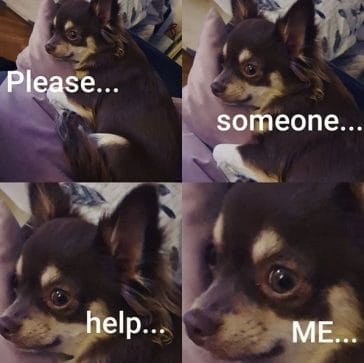 14 Funny Chihuahua Memes That Will Make You Laugh! - Petpress