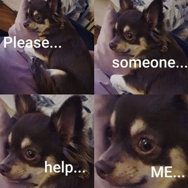 14 Funny Chihuahua Memes That Will Make You Laugh! - PetPress