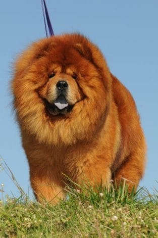 14 Interesting Facts Of Chow Chows That You Don't Know - PetPress