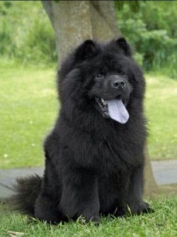 14 Cute Pictures Of Black Chow Chows That Will Make Your Mouth Smile ...