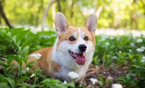 14 Adorable Facts About Corgis - PetPress