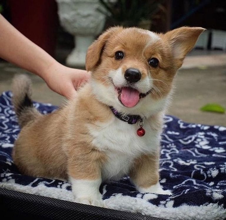 17 Hilarious Pictures Of Corgis That Will Brighten Your Day - PetPress