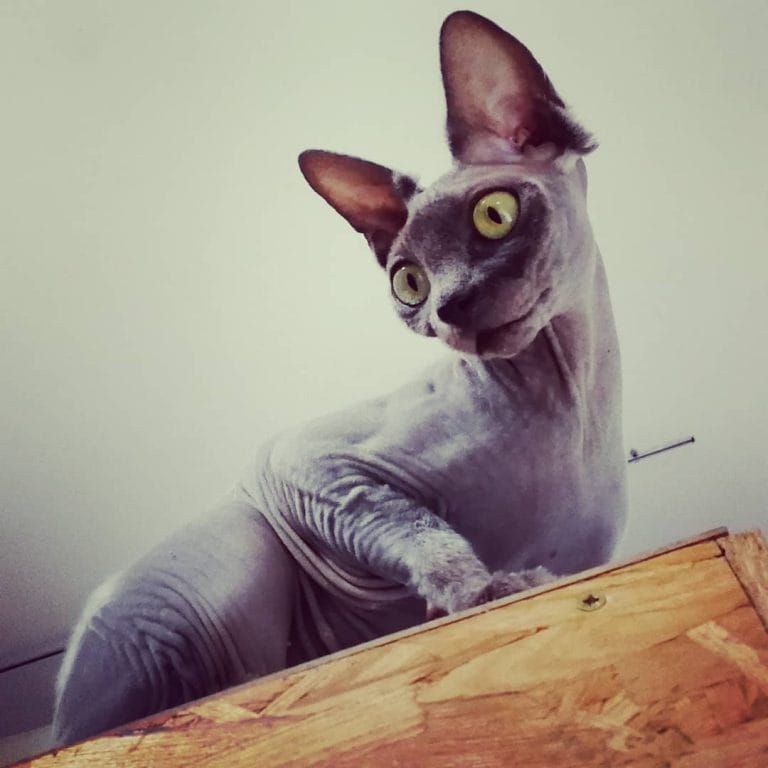 14 Interesting Facts About The Sphynx Cat - PetPress