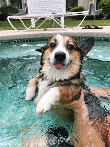 14 Funny Corgi Pictures Floating In The Pool - Page 2 of 4 - PetPress