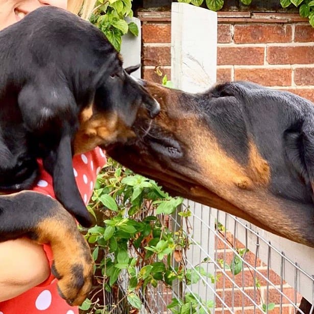 14 Pretty Facts About Black And Tan Coonhound Dogs - PetPress