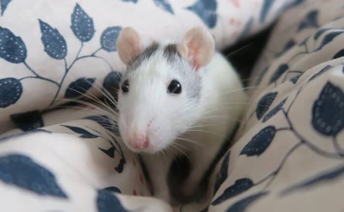 10 Reasons Why Rats Make Great Pets - PetPress