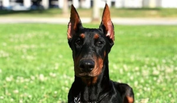 14 Pros And Cons Of Doberman Pinschers - PetPress