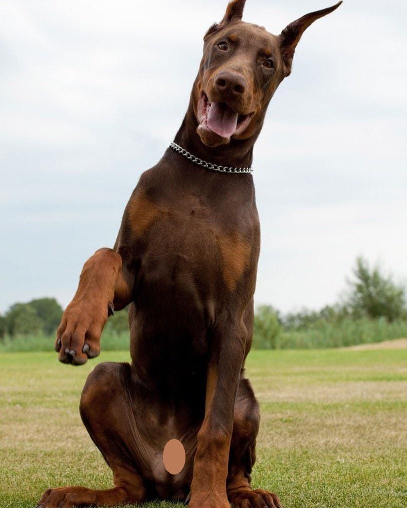 16 Reasons Why Dobermans Are Not So Scary As All Think PetPress