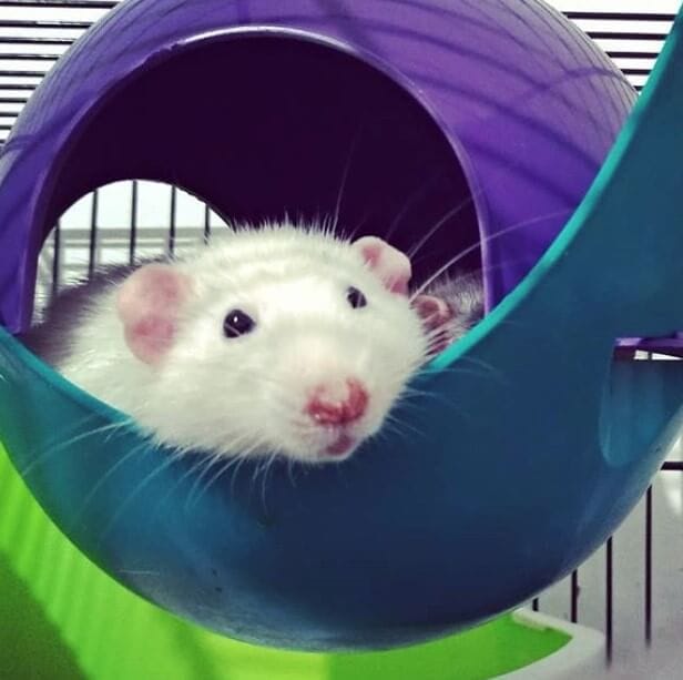 10 Reasons Why Rats Make Great Pets - PetPress